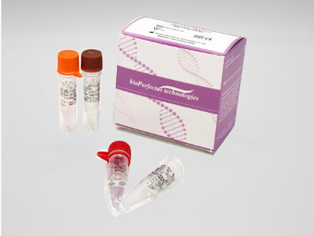 Ureaplasma Urealyticum Real Time PCR Kit